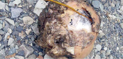 کشف جمجمه در ارتفاعات ولنجک 